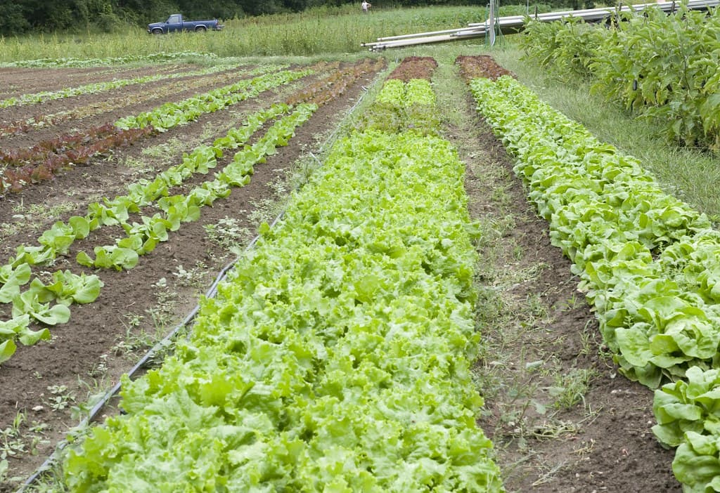 Le bio est plus doux pour la planète